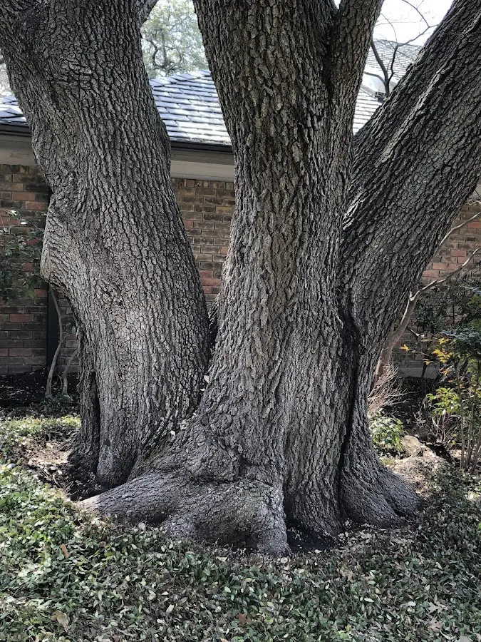 Mature heritage tree close to a Scotrun property cared for by certified arborists